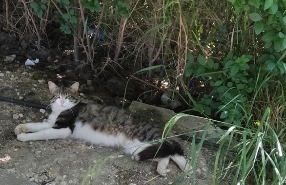 Solerantonio2 en Hamelin: Fauna  (Huétor Tájar), Felino