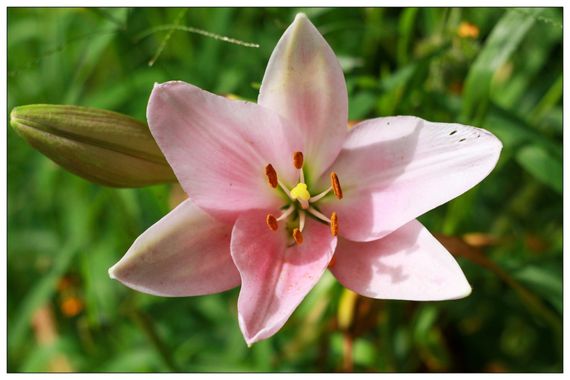 barbanegra707 en Hamelin: Flora  (Barcelona), Lilium candidum, #azucena 