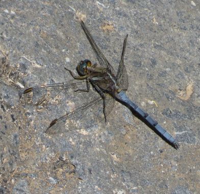 Solerantonio2 en Hamelin: Fauna  (Vícar), Libélula azul