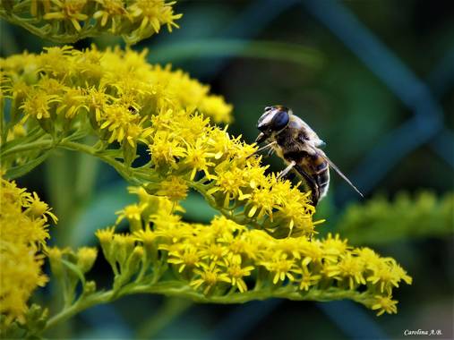 carol_ab1 en Hamelin: Fauna  (Santa Cruz del Valle Urbión), Polinización
#hamelin 
#flora 
#fauna 
#polinización 
#abeja
#bees 
#burgos 
#santacruzdelvalle...