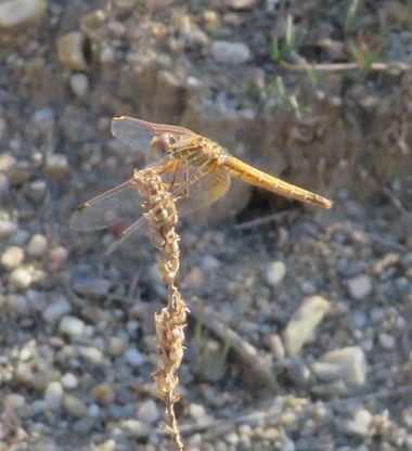 Solerantonio2 en Hamelin: Fauna  (Almería), Libelula