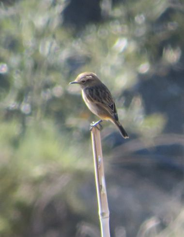 Solerantonio2 en Hamelin: Fauna  (Almería), Saxicola rubicola (Linnaeus, 1766), Ave