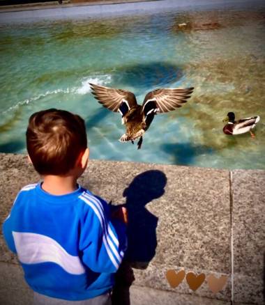 Sayurigion en Hamelin: Fauna 