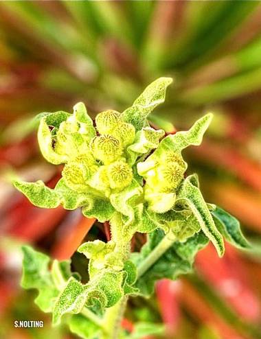 su en Hamelin: Flora  (Gelves), Primavera 
