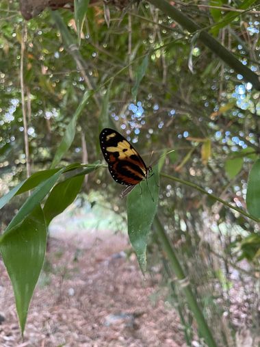 #adrimoreno en Hamelin: Fauna  (Cabecera Municipal Cartago), #mariposa#naturaleza