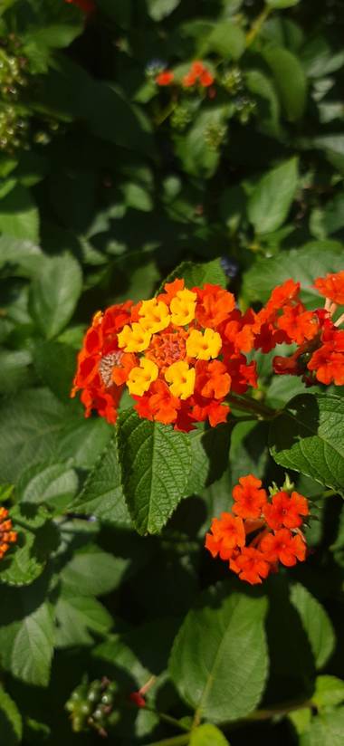 Duantria en Hamelin: Flora  (Anievas), Lantana camara, Esta planta es nativa de Centroamérica y Sudamérica. Según la wikipedia la lantana cámara está inclu...