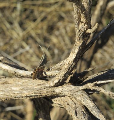 Solerantonio2 en Hamelin: Fauna  (Almería), Insecto