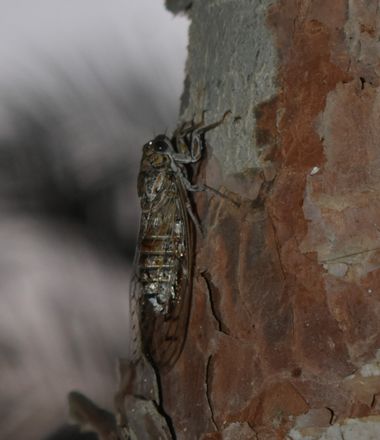 Solerantonio2 en Hamelin: Fauna  (Almeria), Cigarra comun