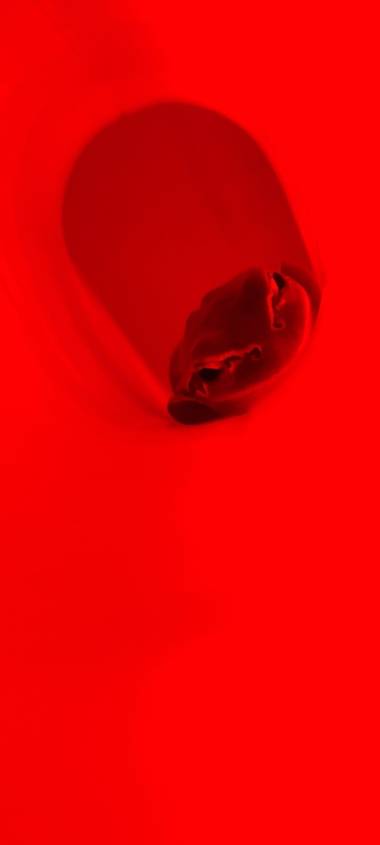 gisca72 en Hamelin: Fauna, #rana #mylitlefrog #macrofoto20 