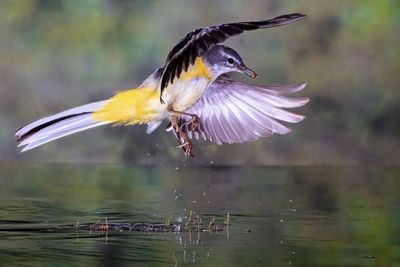 Pablosdoc en Hamelin: Fauna  (el Pont de Vilomara i Rocafort), Motacilla cinerea Tunstall, 1771, #hamelin #aves #naturaleza #altavelocidad #nature #birds 