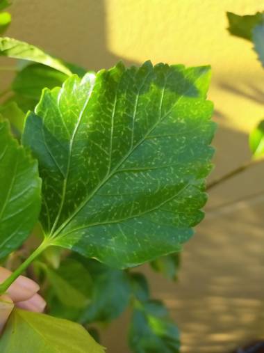 Mjcoriablog en Hamelin: Flora, Preciosas nervaduras para realizar una buena fotosíntesis