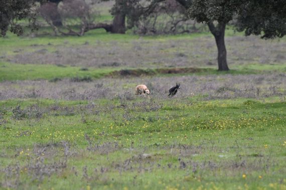 Info en Hamelin: Fauna, Carrera de galgis