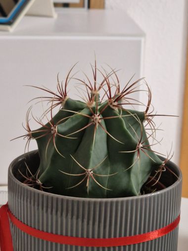Lgonzalez.luis en Hamelin: Flora, Ferocactus emoryi, #.. 