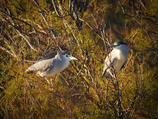 Kikojimenez1977 en Hamelin: Fauna, Nycticorax nycticorax (Linnaeus, 1758), #aves 