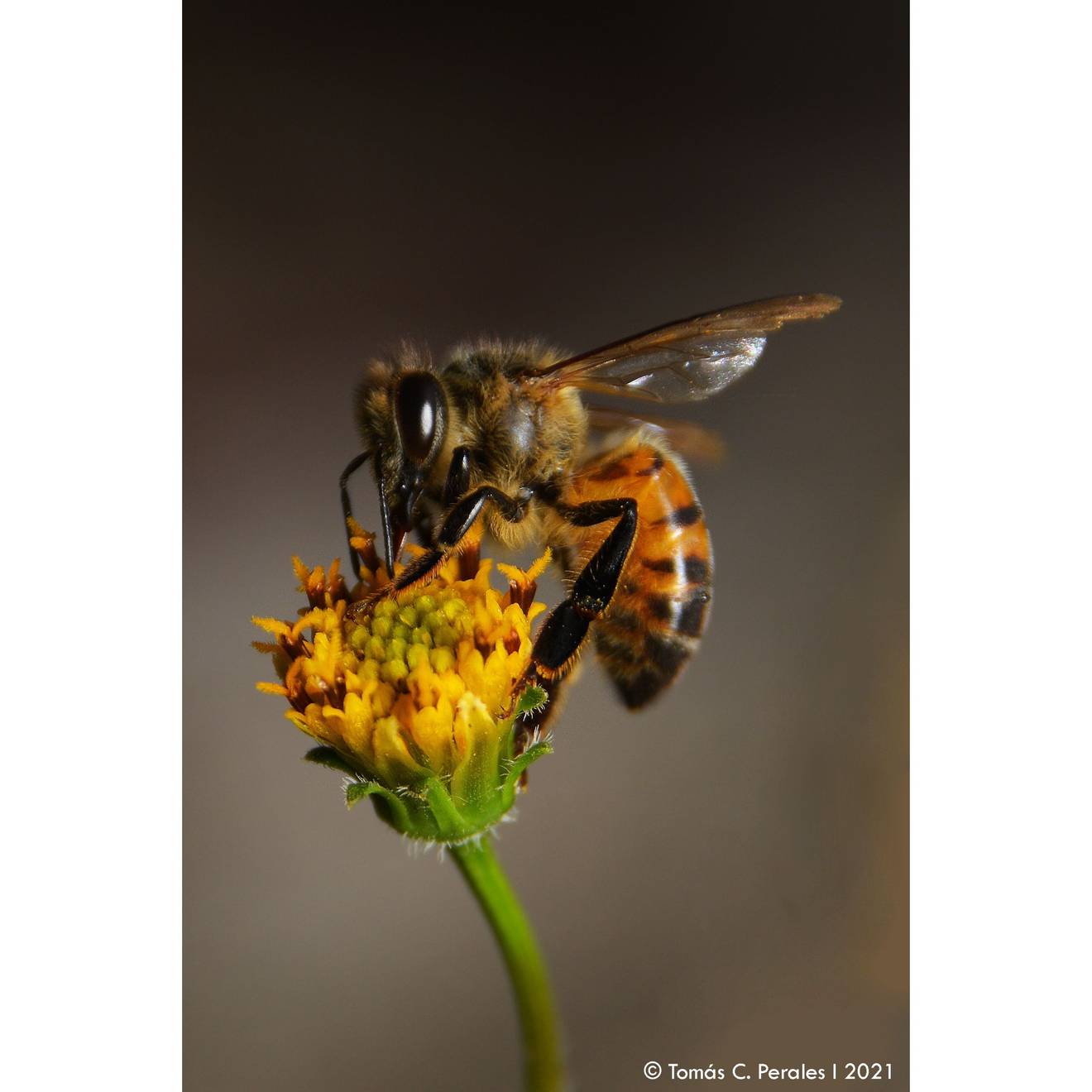 Apis Mellifera *(Bialet Masse, Argentina)*