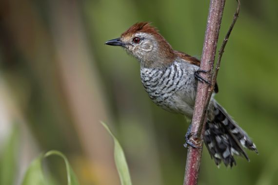 Ignicapillus en Hamelin: Fauna  (Ribeirão Grande), Thamnophilus ruficapillus Vieillot, 1816, Batará pardo

Al Batará pardo se le encuentra “salpicado” a lo...