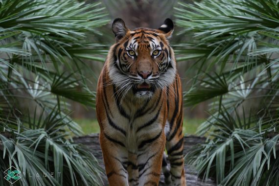 Javi en Hamelin: Fauna, #tigre #selva #sony @jcplanet 