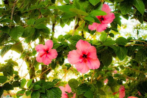 Greta franco beguan en Hamelin: Flora  (Resistencia), Hibiscus rosa-sinensis, #Photos 
#Pictures 
#Photography 
#Fotografias 
#Photographs 
#Naturaleza 
#N...