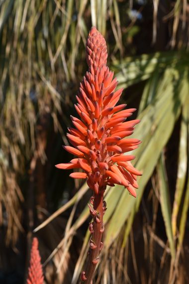 Solerantonio2 en Hamelin: Flora  (Almería), Aloe arborescens, Planta