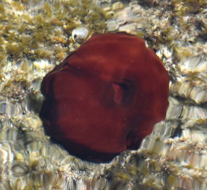 Solerantonio2 en Hamelin: Fauna  (Níjar), Tomate de mar