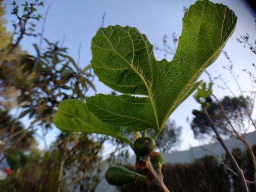 soniagallego71 en Hamelin: Flora, Ficus carica,  #naturephotography #nature #naturaleza#natura#flowers #flores #flors#fleurs #primavera #primavera2021 #pr...