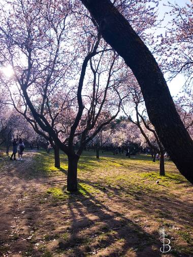 Conbyconv en Hamelin: Paisaje  (Madrid), #parquesyjardines 
