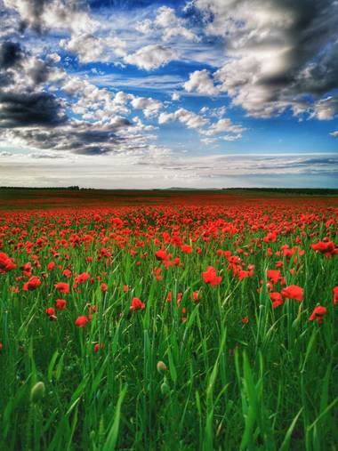Rafaelcastillo59 en Hamelin: Paisaje  (Pozuelo), Amapolas en el Pozuelo