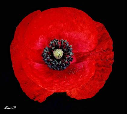 Mariquilla1970 en Hamelin: Flora  (Sabadell), #amapola #rojo #flor #campo #naturaleza