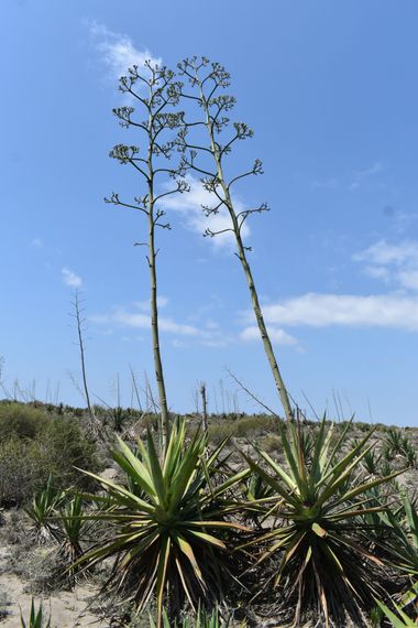 Solerantonio2 en Hamelin: Paisaje  (El Pocico), Coinsidencias visuales