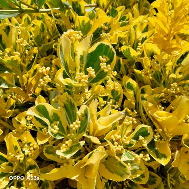 Solerantonio2 en Hamelin: Flora  (Coimbra), Euonymus japonicus, Planta