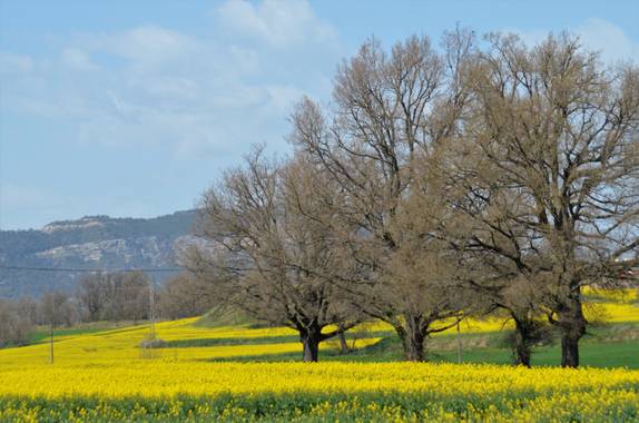 Azulmarino  en Hamelin: Paisaje  (Les Masies de Voltregà), Campo de colza #frommypointofview #naturaleza #natura #colza #campo #primavera 
