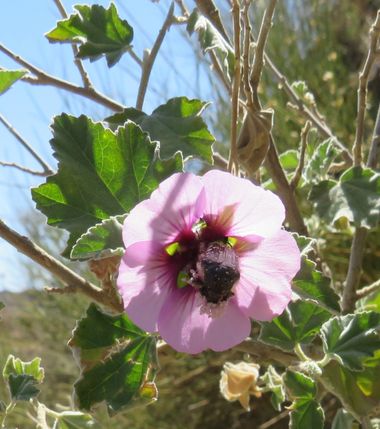 Solerantonio2 en Hamelin: Flora  (Níjar), Malva subovata, Planta