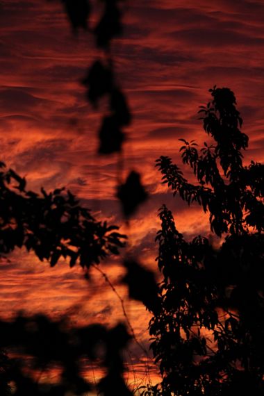 XxPrOzMeNxX en Hamelin: Paisaje, #anaranjado #arbol #atardecer #black #baum #branches #cielo #clouds #colores #colors #farben #fotografia #fotografie #him...