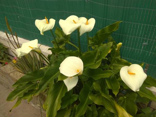 GreenPhoto en Hamelin: Flora, Zantedeschia aethiopica