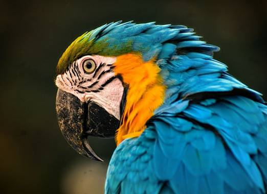 José Viana en Hamelin: Fauna  (Caracas), #plumaje #colores #avestropicales 