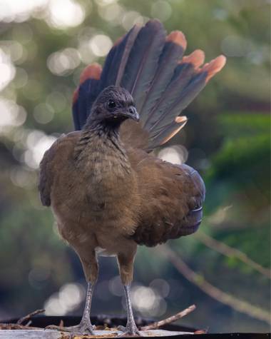 jhonathanmiranda1 en Hamelin: Fauna  (Tovar), Ortalis ruficauda Jardine, 1847, Parece gallina pero es una Guacharaca

#aves21 #avesdevenezuela #birdsofvene...