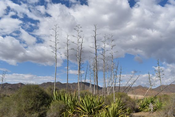Solerantonio2 en Hamelin: Paisaje  (Níjar), Coinsidencias visuales