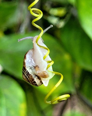 Msanchezvasco en Hamelin: Fauna  (Ulldecona), Como un trapecista en el trapecio, intentando llegar a lo más  alto.
