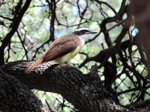 Fabricio Mortissandi en Hamelin: Fauna  (Toay), Pitangus sulphuratus (Linnaeus, 1766), #aves