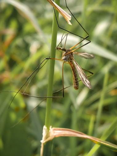 Eritz.cortazar en Hamelin: Fauna  (Bilbao), Tipula de los prados🦟

#tipula #tipulapaludosa #paludosa #mosquito #insecto #insect #macro #macrofoto #macroph...