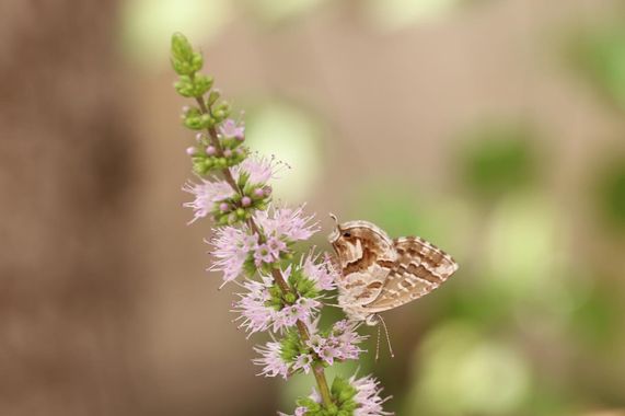 Smatae en Hamelin: Fauna  (Aranjuez), #invertebrados #mariposas 