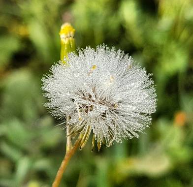 Msanchezvasco en Hamelin: Flora  (Ulldecona), Senecio vulgaris, Las pequeñas semillas  de Diente de León estan esperando un buen dia de viento para salir v...
