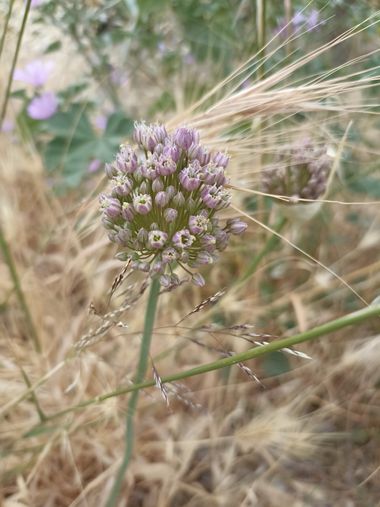 Imasanmar en Hamelin: Flora, #natura