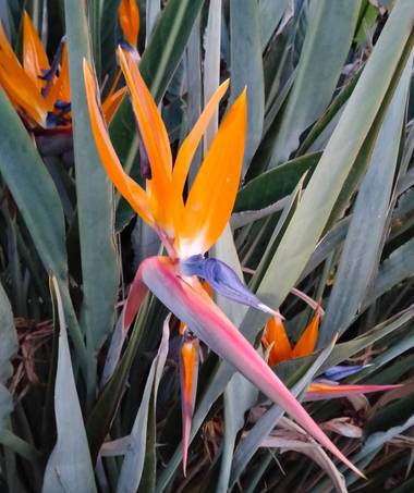 Solerantonio2 en Hamelin: Flora  (Almería), Strelitzia reginae, Strelitzia reginae aves del paraiso