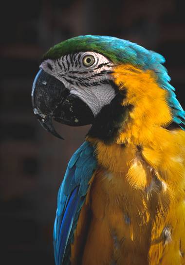 José Viana en Hamelin: Fauna  (Caracas), #ave #guacamaya #avetropical #aves21 