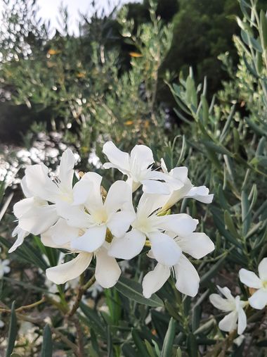 Abigail en Hamelin: Flora, Nerium oleander, FLOR