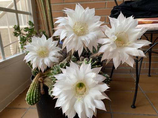 Jbarrientosp en Hamelin: Flora  (Móstoles), #flora21