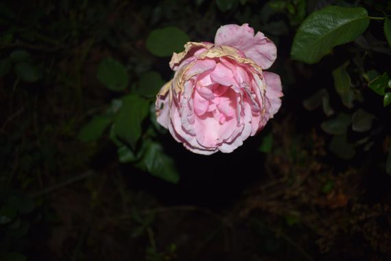 Solerantonio2 en Hamelin: Flora  (Calle Poeta Vicente Aleixandre), Rosas de jardin