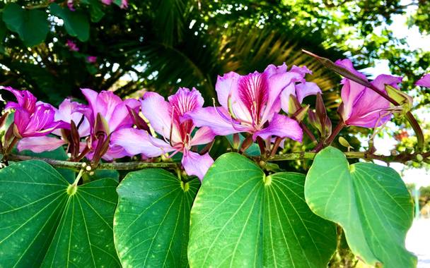 Juanatlantida82 en Hamelin: Flora, Bauhinia purpurea, Flores 
