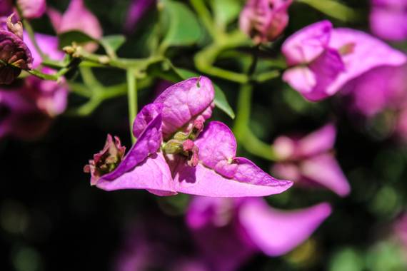 ARTURO  en Hamelin: Flora, Bougainvillea spectabilis